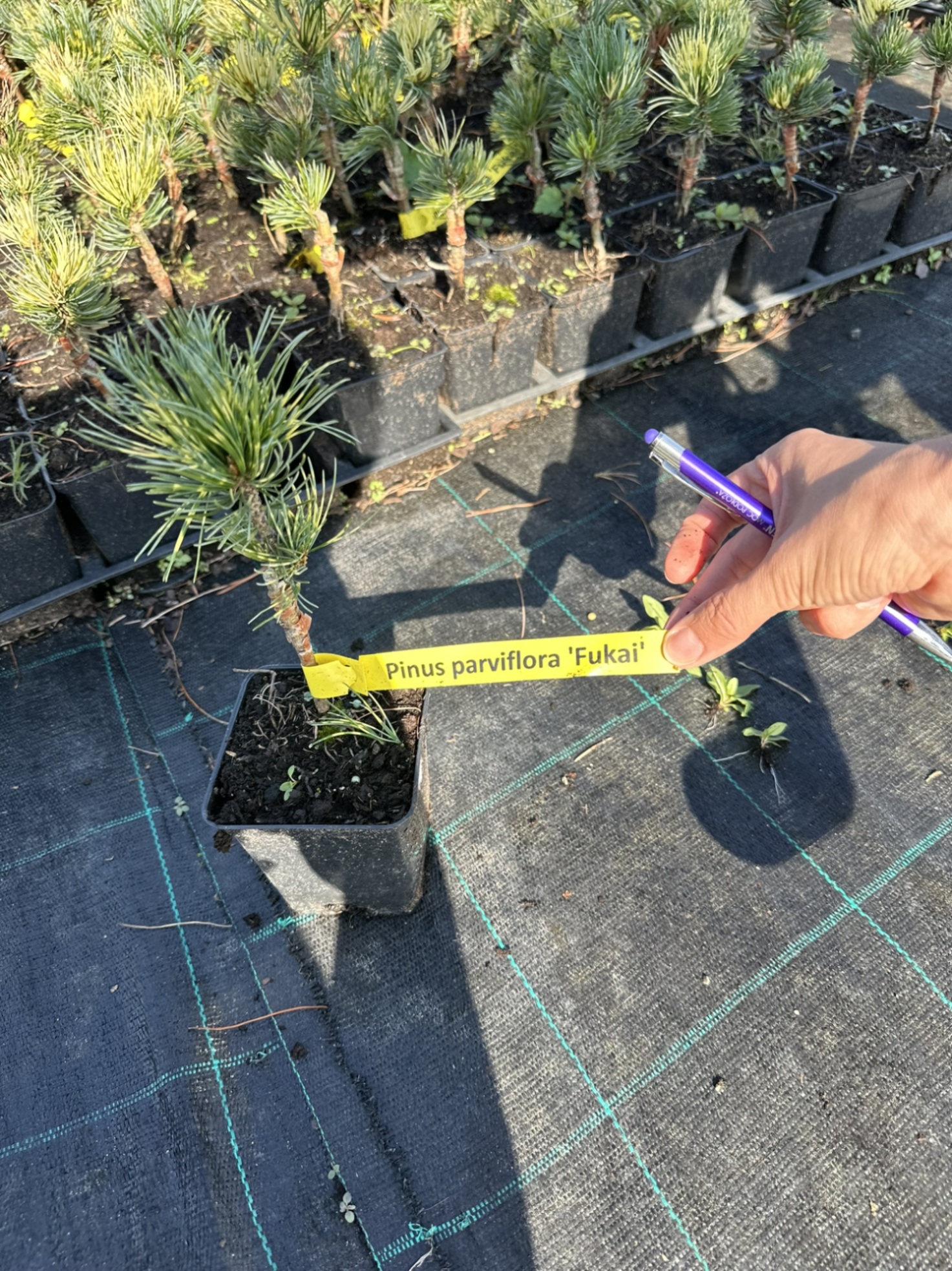 Сосна мелкоцветковая Фукай